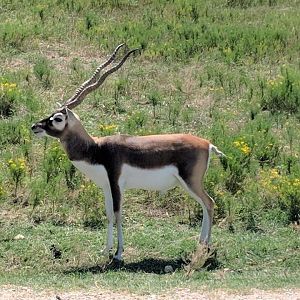 Blackbuck (Antilope cervicapra)