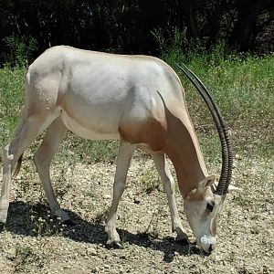 Scimitar horned oryx (Oryx dammah)