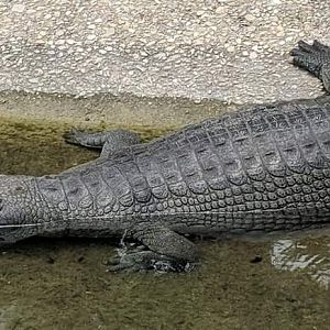 Indian gharial (Gavialis gangeticus)