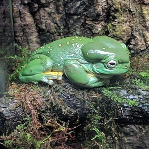 Splendid tree frog (Litoria splendida)