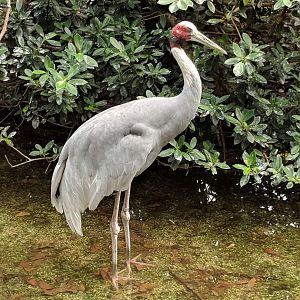 Sarus crane (Grus antigone)