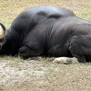 Gaur (Bos gaurus)