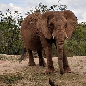 African bush elephant (Loxodonta africana)
