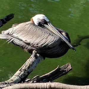 Brown pelican (Pelecanus occidentalis)