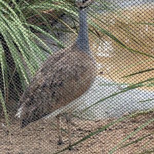 White Bellied Bustard (Eupodotis senegalensis)