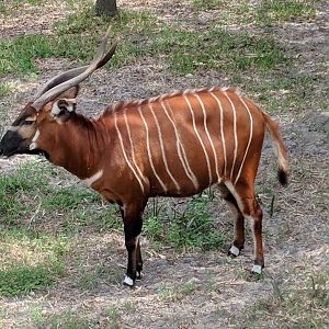 Eastern/Mountain bongo (Tragelpahus eurycerus isaaci)