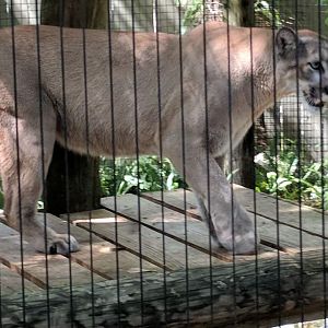Florida panther (Puma concolor coryi)