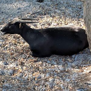 Lowland anoa (Bubalus depressicornis)