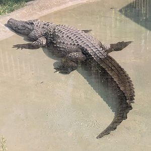 Siamese crocodile (Crocodylus siamensis)