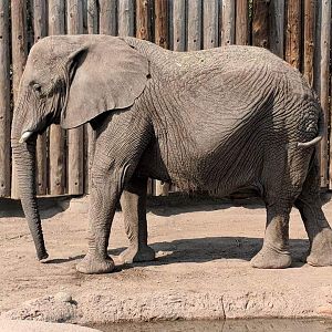 African bush elephant (Loxodonta africana)
