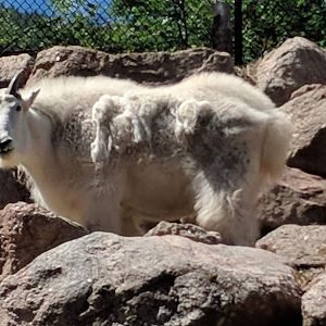 Rocky mountain goat (Oreamnos americanus)