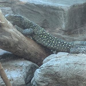Crocodile monitor (Varanus salvadorii)