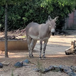 Somali wild ass (Equus africanus somalicus)