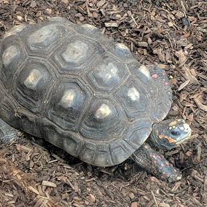 Red-footed tortoise (Chelonoidis carbonarius)