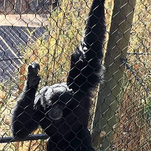 Siamang (Symphalangus syndactylus)