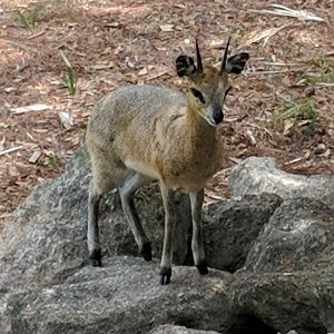 Zimbabwe klipspringer (Oreotragus stevensoni)