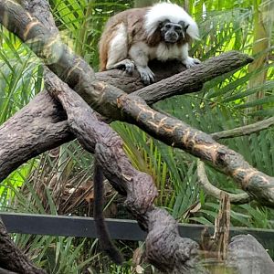 Cotton top tamarin (Saguinus oedipus)