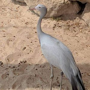 Blue crane (Anthropoides paradiseus)