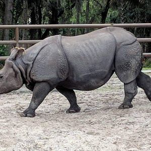 Indian rhinoceros (Rhinoceros unicornis)