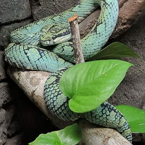 Sri Lankan pit viper (Trimeresurus trigonocephalus)