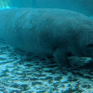 Florida manatee (Trichechus manatus latirostris)