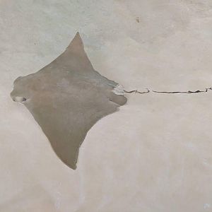 Atlantic cownose ray (Rhinoptera bonasus)