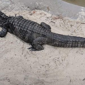 Chinese alligator (Alligator sinensis)