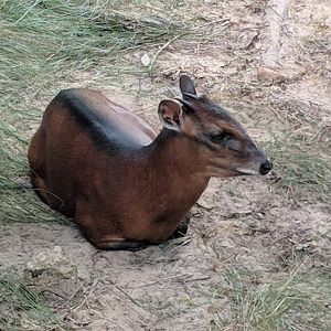 Western bay duiker (Cephalophus dorsalis)
