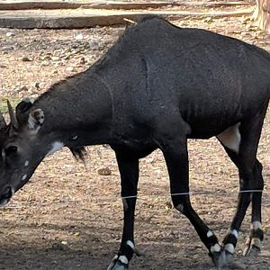 Nilgai (Boselaphus tragocamelus)