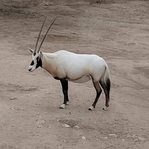 Arabian oryx (Oryx leucoryx)