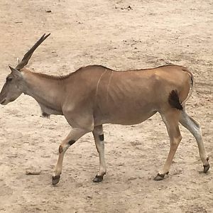 Common eland (Taurotragus oryx)