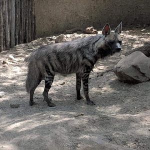 Sudan striped hyena (Hyaena hyaena dubbah)