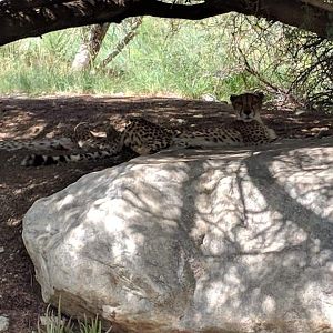 South African cheetah (Acionyx jubatus jubatus)