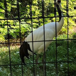 Japanese/Red-crowned crane (Grus japonensis)