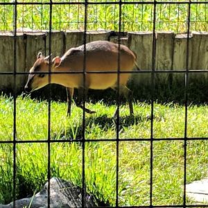 Red-flanked duiker (Cephalophus rufilatus)