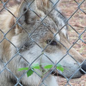 Mexican Gray Wolf