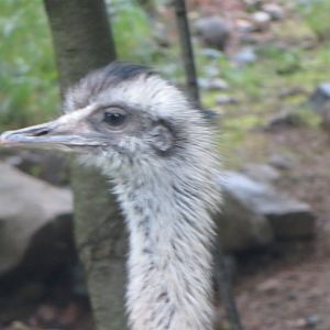Greater Rhea
