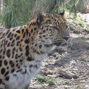 Amur Leopard