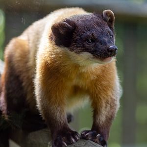Yellow throated Marten / Exmoor Zoo / 19-5-21
