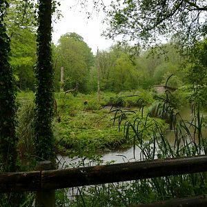 Orangutan island, May 2021