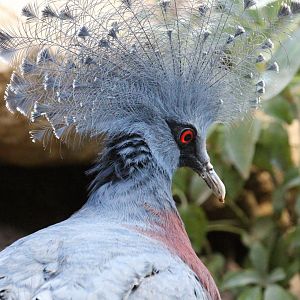 Victoria Crowned-Pigeon