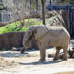 African Bush Elephant