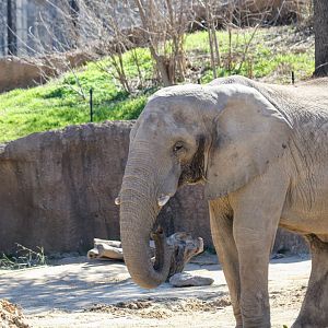 African Bush Elephant
