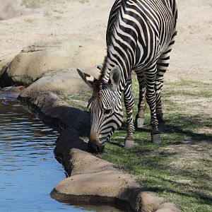 Hartmann's Mountain Zebra