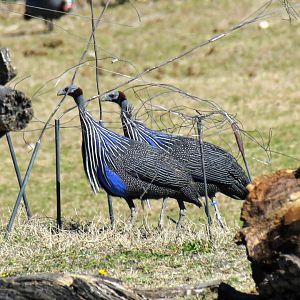 Vulturine Guineafowl