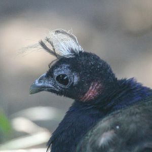 Congo Peacock