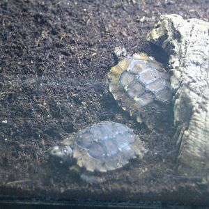 Home's Hingeback Tortoise