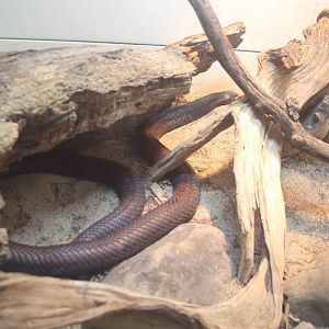 Moroccan Cobra