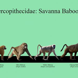 Savanna Baboons Size Chart