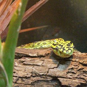 Red-spotted Pit Viper